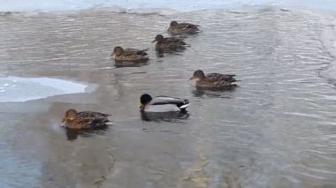 yaban ördekleri yüzmek