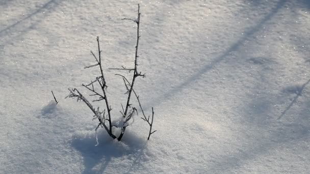 Nieve cubierta de tierra primer plano día de invierno — Vídeos de Stock