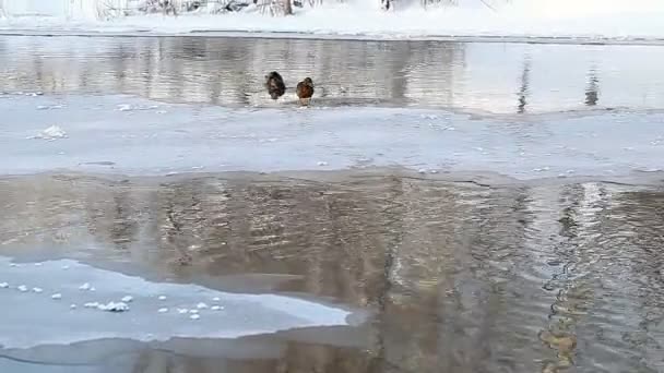 Los patos salvajes nadan — Vídeo de stock