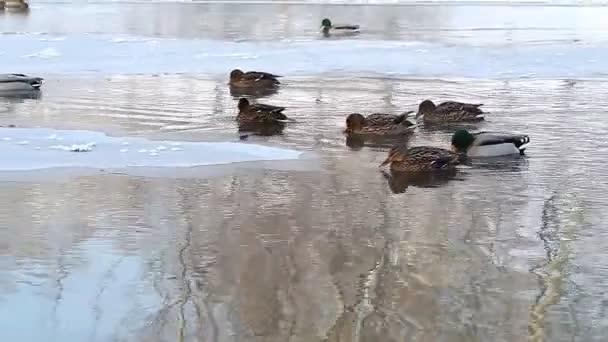 Patos selvagens nadam — Vídeo de Stock