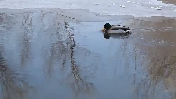 Yaban ördekleri yüzmek — Stok video