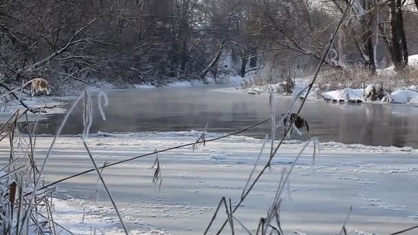 Зимовий пейзаж сільських заморожених річка — стокове відео