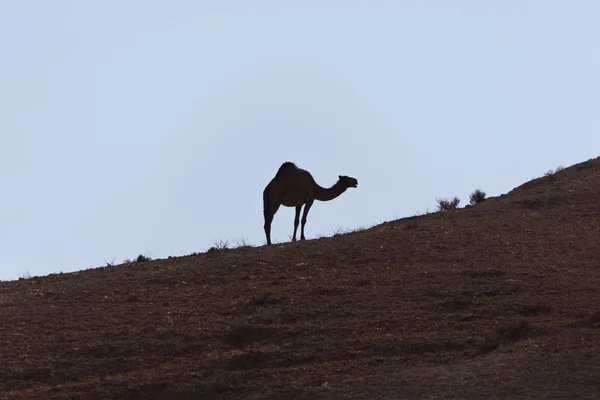 野骆驼在沙漠中 — 图库照片