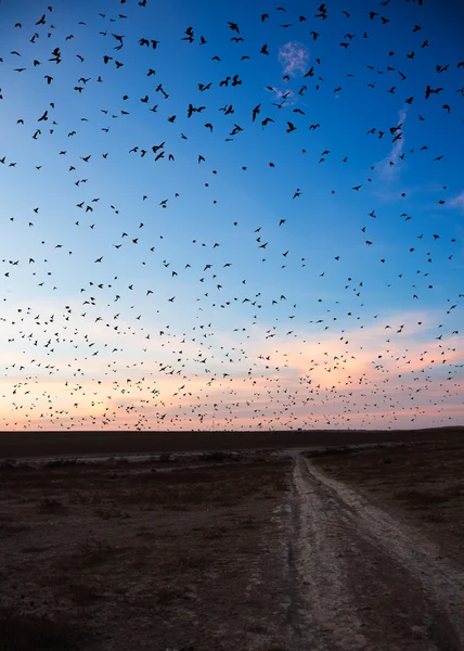 Oiseaux volants contre le ciel du soir — Photo