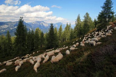 Alpen sheep, alpen meadows near Hauser Kaiblings peak in Tauern Mountains, Austria 
