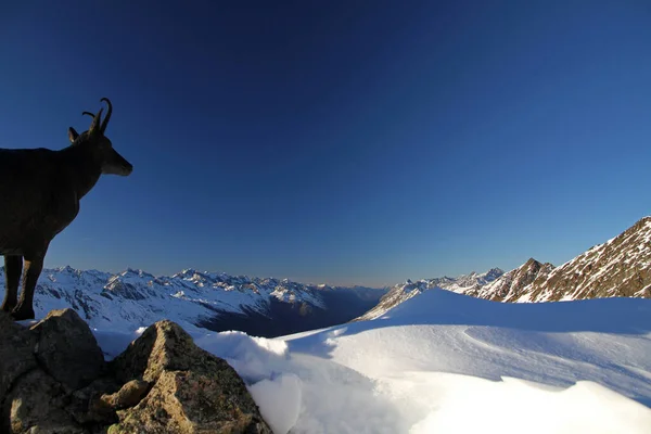 View Wurmkogel Peak 3080 Gurgler Valley Alps Austria Stockbild