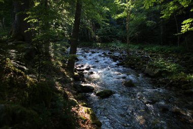 Rila Manastır Ormanı, Rila Dağ Sırası, Bulgaristan