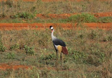 Kenya 'daki Tsavo Ulusal Parkı' nda gri taçlı vinç