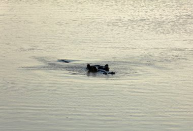 Kenya 'daki Tsavo Ulusal Parkı' nda su aygırı.