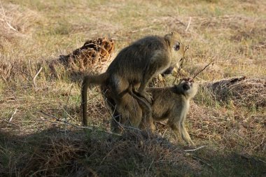 Kenya 'daki Tsavo Ulusal Parkı' nda çiftleşen bir çift vervet maymunu.