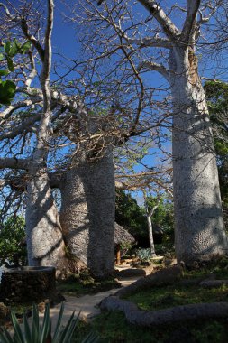 Kenya 'daki Kisite-Mpunguti Ulusal Parkı yakınlarındaki Wasini adasında Afrika baobabları