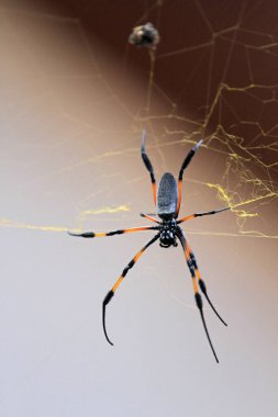 Altın ipek örümceği, Reunion Adası