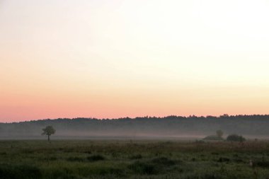 Polonya 'daki Biebrza Ulusal Parkı' nda güneş doğmadan önce