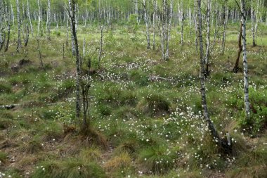 Polonya 'daki Biebrza Ulusal Parkı' nda bataklık ve gölet