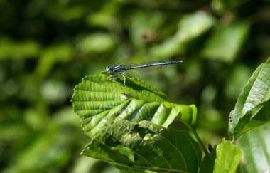 Bory Tucholskie Ulusal Parkı, Polonya 'da Yusufçuk