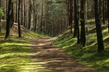 Debki, Baltık Denizi, Polonya 'da sahile yakın bir orman.