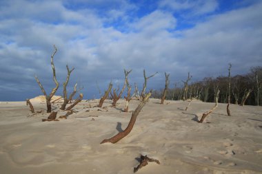 Polonya, Baltık Denizi yakınlarındaki Slowinski Ulusal Parkı 'nda kum tepeciklerindeki ölü ağaçlar