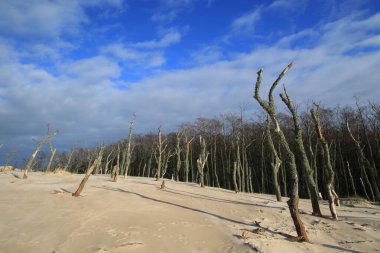 Polonya, Baltık Denizi yakınlarındaki Slowinski Ulusal Parkı 'nda kum tepeciklerindeki ölü ağaçlar