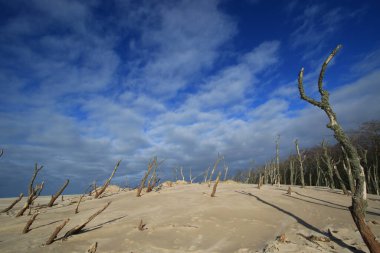 Polonya, Baltık Denizi yakınlarındaki Slowinski Ulusal Parkı 'nda kum tepeciklerindeki ölü ağaçlar