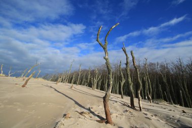 Polonya, Baltık Denizi yakınlarındaki Slowinski Ulusal Parkı 'nda kum tepeciklerindeki ölü ağaçlar