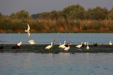 Romanya 'nın Tuna Deltası' ndaki küçük gelincikler ve parlak aynak sürüsü