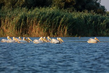 Romanya 'nın Tuna Deltası' nda büyük beyaz pelikan sürüsü