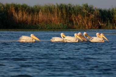 Romanya 'nın Tuna Deltası' nda büyük beyaz pelikan sürüsü