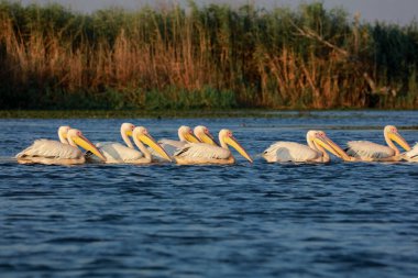 Romanya 'nın Tuna Deltası' nda büyük beyaz pelikan sürüsü