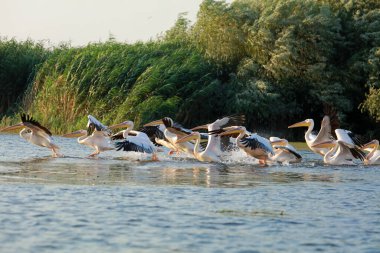 Romanya 'nın Tuna Deltasında büyük beyaz pelikanlar uçuyor