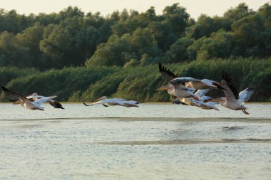 Romanya 'nın Tuna Deltasında büyük beyaz pelikanlar uçuyor