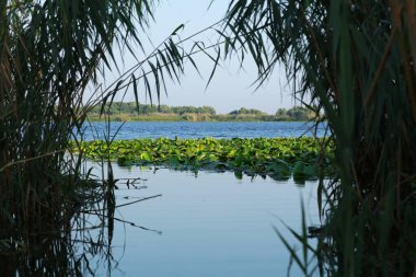 Romanya 'nın Tuna Deltası' nda suların aktığı manzara
