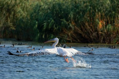 Romanya 'nın Tuna Deltasında büyük beyaz pelikanlar uçuyor