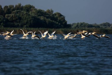 Romanya 'nın Tuna Deltasında büyük beyaz pelikanlar uçuyor