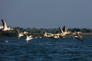 Romanya 'nın Tuna Deltasında büyük beyaz pelikanlar uçuyor