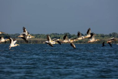 Romanya 'nın Tuna Deltasında büyük beyaz pelikanlar uçuyor