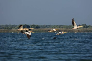 Romanya 'nın Tuna Deltasında büyük beyaz pelikanlar uçuyor
