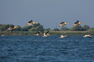 Romanya 'nın Tuna Deltasında büyük beyaz pelikanlar uçuyor