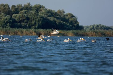 Romanya 'nın Tuna Deltasında büyük beyaz pelikanlar uçuyor