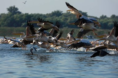 Romanya 'nın Tuna Deltasında büyük beyaz pelikanlar uçuyor