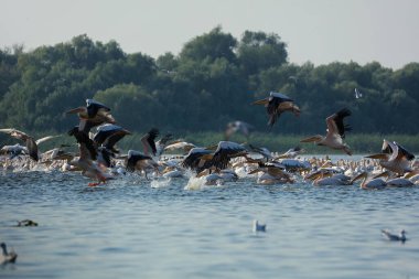 Romanya 'nın Tuna Deltasında büyük beyaz pelikanlar uçuyor