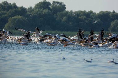 Romanya 'nın Tuna Deltasında büyük beyaz pelikanlar uçuyor