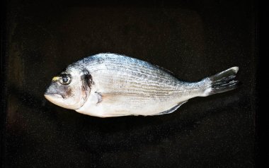 Balık Orata üzerinde taze taş 