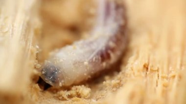 Yeşil çimenlerin üzerinde mavi Coenagrion scitulum yan, makro p