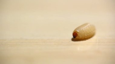 Yeşil çimenlerin üzerinde mavi Coenagrion scitulum yan, makro p