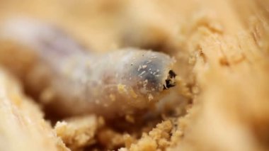 Yeşil çimenlerin üzerinde mavi Coenagrion scitulum yan, makro p