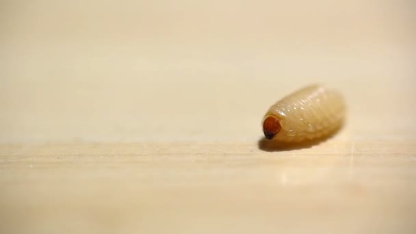 Kék Coenagrion scitulum zöld fű levél oldalról, makró p — Stock videók