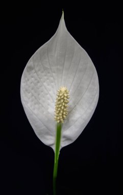 Makro fotoğraf spathiphyllum, barış zambağı beyaz çiçek siyah arka planda