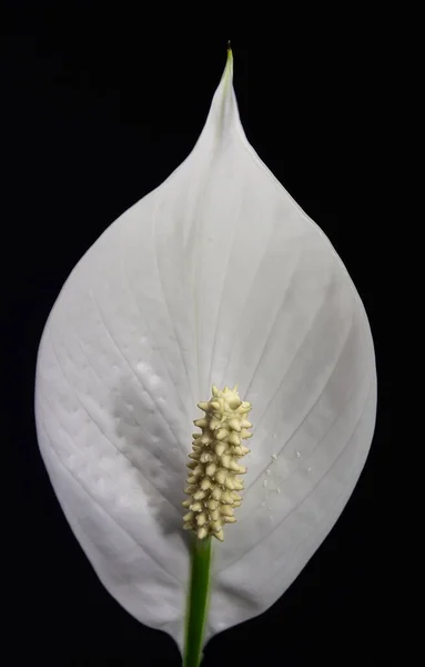 Makro Fotoğraf Spathiphyllum Barış Zambağı Beyaz Çiçek Siyah Arka Planda — Stok fotoğraf