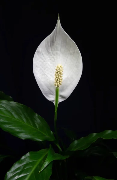 Macro Foto Spathiphyllum Flor Lírio Paz Flor Branca Folhas Fundo — Fotografia de Stock