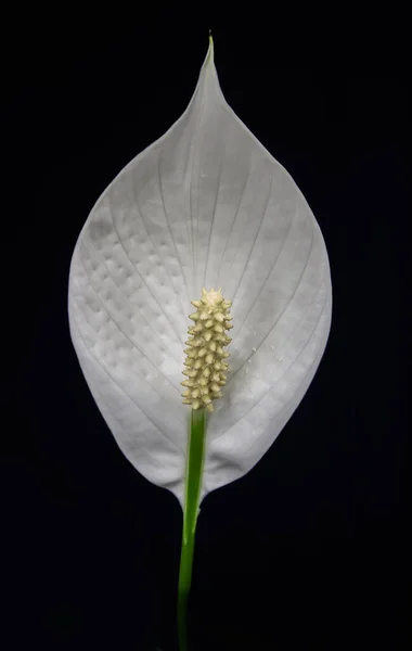 Macro photo of spathiphyllum, peace lily flower white blossom on black background